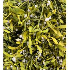 Muerdago Amarillo Caja Margarita A2