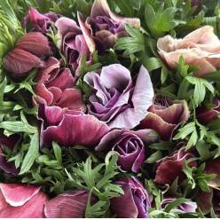 Anemona Italia Mistral Lila 45cm "AAA"