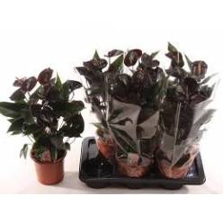 P. Anthurium An Jambo Black 17/60cm x6  5F