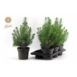 P. Arbol Pinus Silver Crest 17/47cm x6