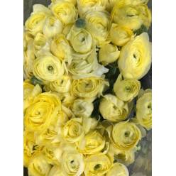 Ranunculos Italia Elegance Crema 45cm