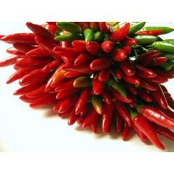 Pimientos/Cape Red Fire 40cm (7 Dias - 2)