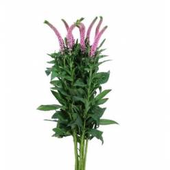 Veronica Ecu. Victory Rosa 50cm (7 Dias - 2)