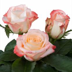 Rosa Ecu. Cabarett 60cm (7 Dias - 2)