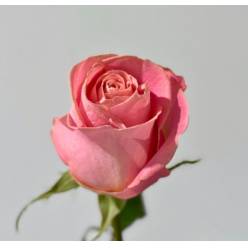 Rosa Ecu. Hermosa 50cm (7 Dias - 2)