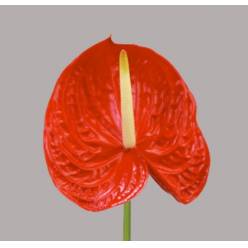 Anthurium Hol. Tropical 13  "CC12" (7 Dias - 2)