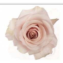 Rosa Ecu. QuickSand 50cm (7 Dias - 2)