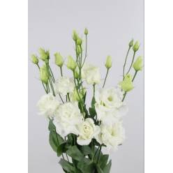 Lisiantus Hol. Alissa White 70cm 55gr "T10" (7 Dias - 2)