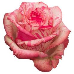 Rosa Ecu. Magic Times 50cm (7 Dias - 2)