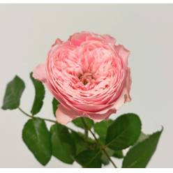 Rosa Hol. Northanger Abbey 50cm Rs. (7 Dias - 2)