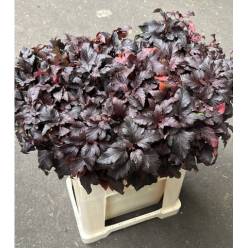 Physocar Op Diabolo 60cm "T25" (7 Dias - 2)