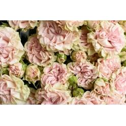 Ramificada Sweet flow 60cm (7 Dias - 2)