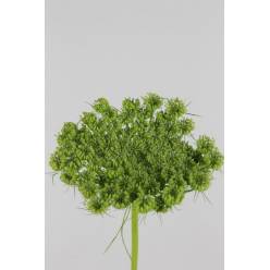 Ammis Visnaga Green Mist 60cm (7 Dias - 2)