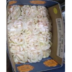 Rosa Ecu. Cotton Xpression 70cm Bl. (7 Dias - 2)