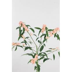 Euphorbia Pink Baron 75cm (10cm flor) (7 Dias - 2)