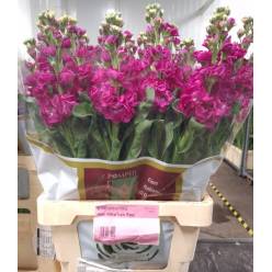 Aleli Italia Iron Red 65cm (7 Dias - 2)