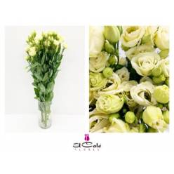 Lisiantus Hol. Rosi Yellow 70cm 55gr  (7 Dias - 2)