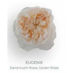 Rosa Ecu. Austin Eugine 50cm Cr. (7 Dias - 2)