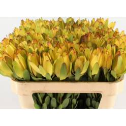 Leucadendro Nac. Gold Strike 40cm (7 Dias - 2)