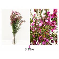 Flor Cera Hol. Purple Prid 70cm 35gr fuc. "T25" (7 Dias - 2)