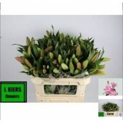 Oriental Hol. Rs. Maldonado 75cm 3 fl. (7 Dias - 2)