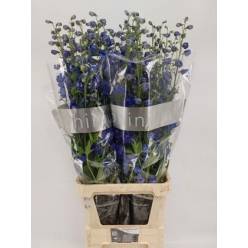 Delphinium Hol. El Delphis Blue Emerald 80cm "T10" (7 Dias - 2)