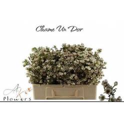 Flor Cera Hol. Dor 50cm 30gr Bl. "T25" (7 Dias - 2)