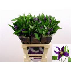 Clematis  Amazing Oslo 50cm Az. (7 Dias - 2)