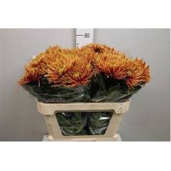 Uniflor Hol. Anastasia Saffina Dark 80gr (7 Dias - 2)