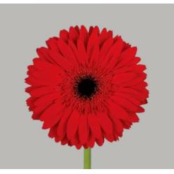 Gerbera Hol. Beauty Rj. "T25" (7 Dias - 2)