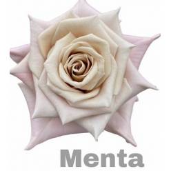 Rosa Hol. Menta 60cm "Vip Roses" (7 Dias - 2)