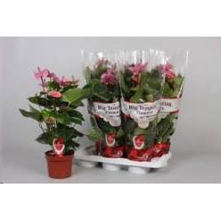 P. Anthurium An Cavalli 14/50cm x7 5F