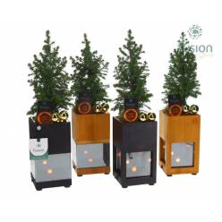 P. Compo Xmas 1985FDH 10/43cm "CC6"