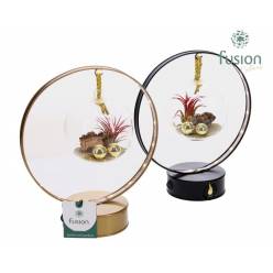 P. Compo Xmas Tillandsia 1920FDH 20/25cm "CC5" -Luz Led-