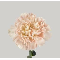 Clavel Nac. 70cm Bizet Ligth Pink