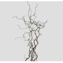 Corylus Avellana  60cm "T25"