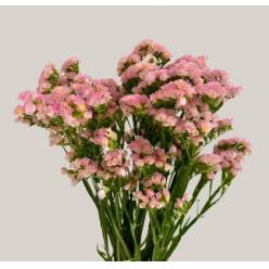Statice Italia Rosa Claro 70cm "T25"