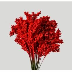Ruscus Wild Floc Nieve Roja 65cm "T25"