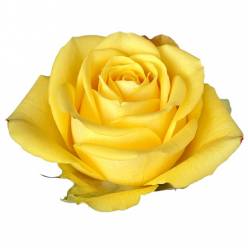 Rosa Col. Gisele 60cm Am