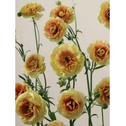 Ranunculos Ecu. Moderna Miele 70cm