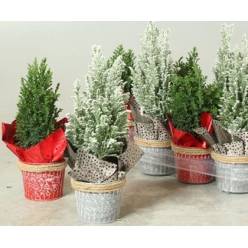 P. Cham. L Ellwoodii Decorado+nieve 10/30cm x10