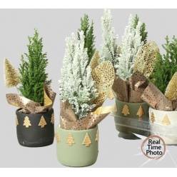 P. Cham. L Ellwoodii Nevado-Decorado 11/30cm x8