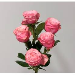 Ramificada Birds Nest 60cm Rs.