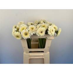 Gerbera Mini Hol. Pomponi Angelo "T20"