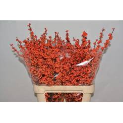 Ilex La Range 85cm
