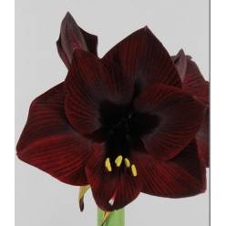 Amaryllis Loyalty "CC15" Gr.
