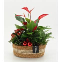 P. Compo Xmas XL 2525   24/35cm  "CC4"