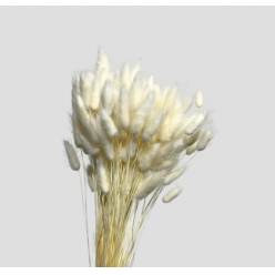 Lagurus Seco Blanco 70cm 100g