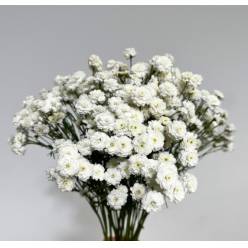 Paniculata Ecu. White Pearl  "T10"