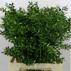 Ruscus Wild Brillantina Verde 70cm "T25"
